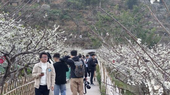 “中国李乡”信宜钱排春节假期迎客50万人次