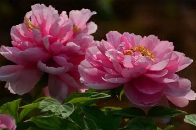 清明节气牡丹诗词五首：岁岁清明赏大花，并著新晴看牡丹
