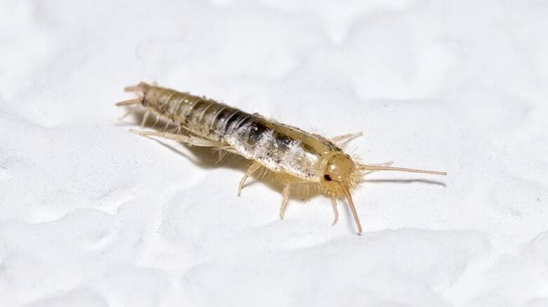 卜泥/衣魚/塵蟎怕什麼？7大家居害蟲消滅解決方法