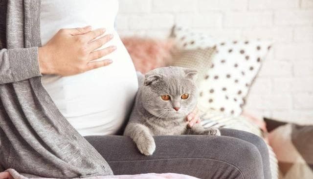 怀孕能养猫咪吗？孕期养猫咪需注意哪些细节？