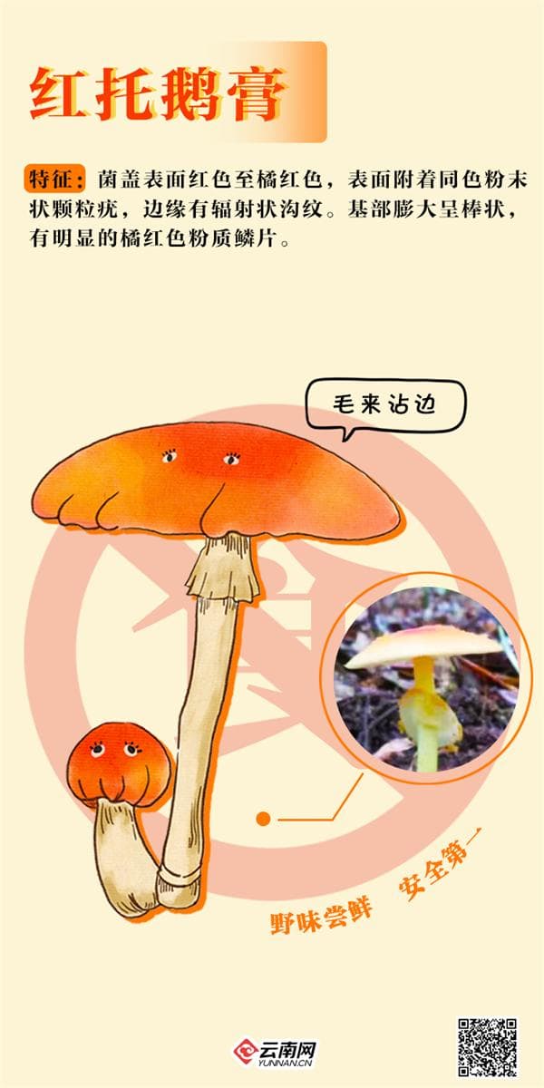 今年1月至7月，共报告野生菌中毒病例110例！云南一地发布预警
