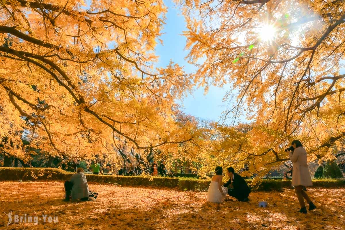 东京新宿御苑赏枫赏银杏攻略：最佳观赏时间、交通方式及周边景点推荐
