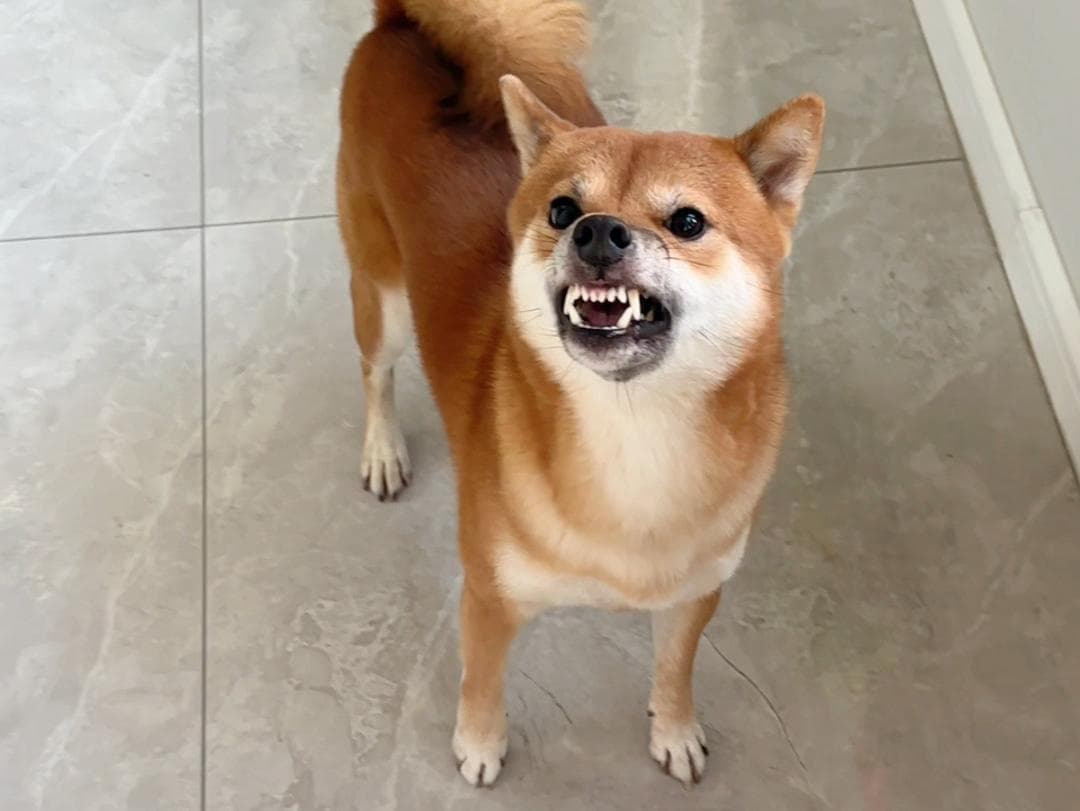 怎样训练柴犬一叫就回来