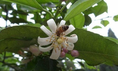 柠檬开花周期分析：影响因素与养护要点