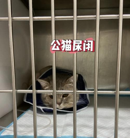 猫咪两天没拉尿怎么办？这份紧急处理指南请收好