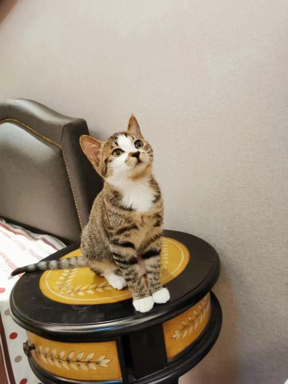 如何找到丢失的猫？这份实用指南请收好