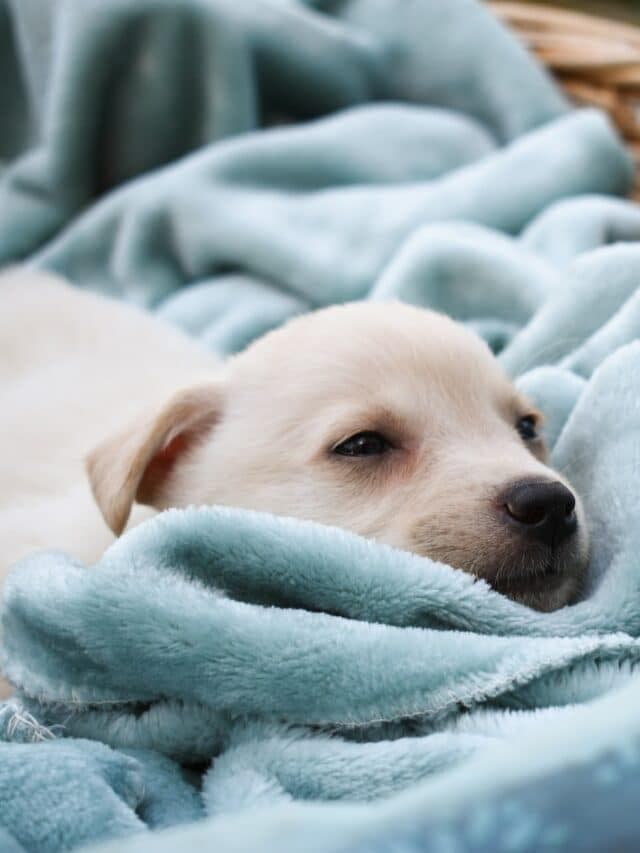 狗怀孕的早期迹象