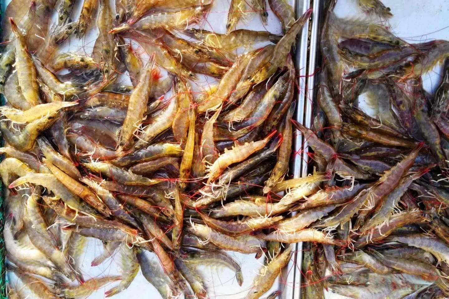 一虾两吃：蒸蛋鲜嫩，蒜蓉浓郁，老少皆宜