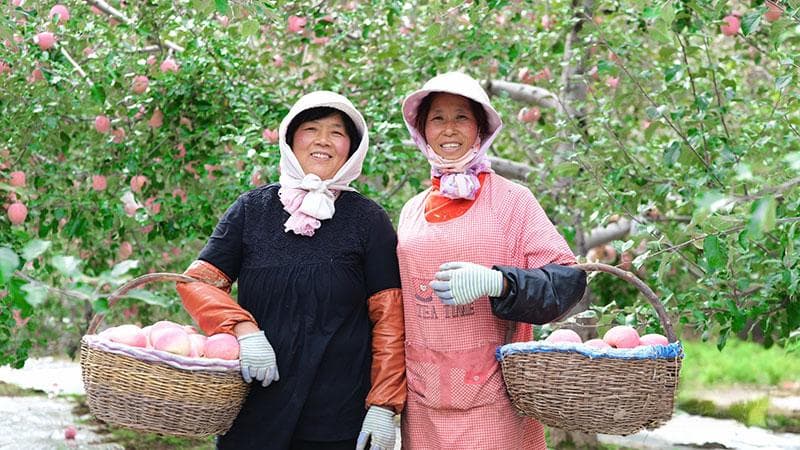 静宁：从“果”起步 书写乡村振兴新篇章