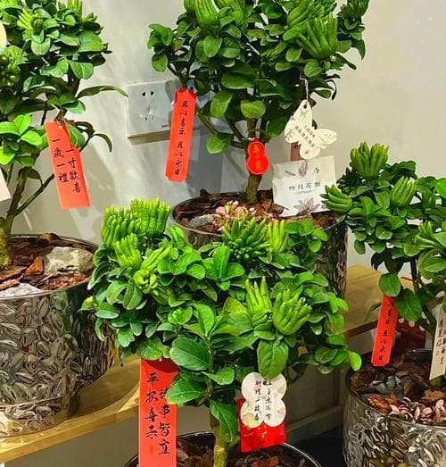 带果佛手盆栽养护指南：从土壤到病虫害防治的全方位详解
