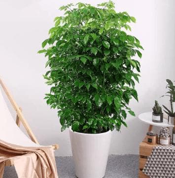 幸福树风水寓意+幸福树照顾指南：日照/修剪/浇水/繁殖