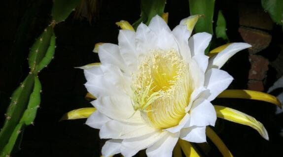 昙花的花语及其象征意义