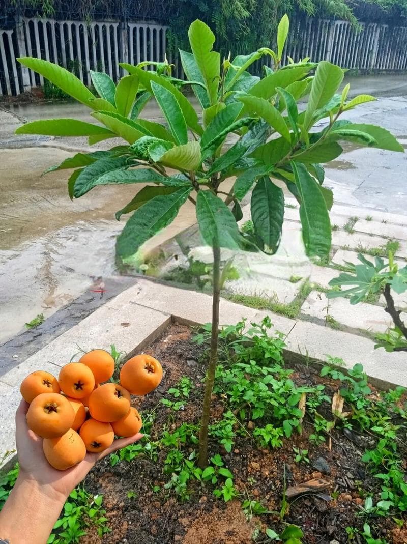 枇杷在北方能种植吗？这些关键点要注意