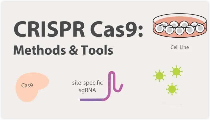 手把手教学——CRISPR-Cas9系统：慢病毒转染
