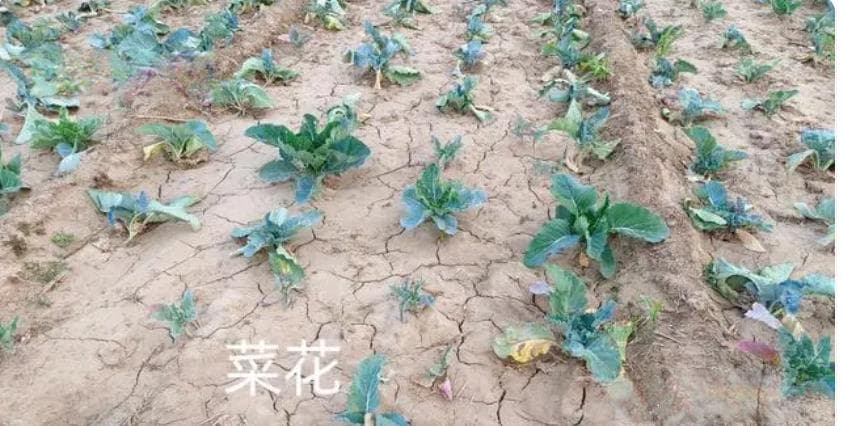 菜花栽培技术：从品种选择到花球采收的全程指南