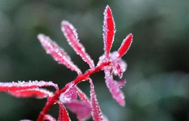 霜降节气：霜和霜冻的区别、霜冻线的影响及应对措施