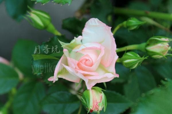 可爱多月季：适合阳台种植的微型月季品种