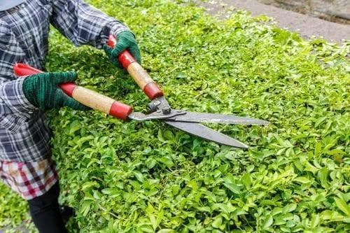 园林植物修剪全攻略：从基本原则到具体操作