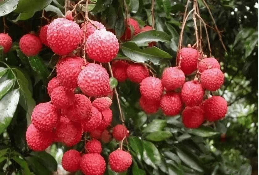 6月，这5种水果使劲吃，新鲜又便宜，好吃营养高，关键它们没激素！