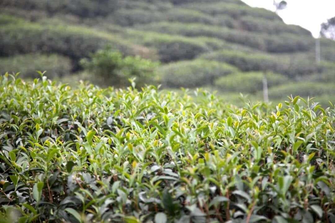 岩茶品鉴：闻香与冲泡的艺术之道