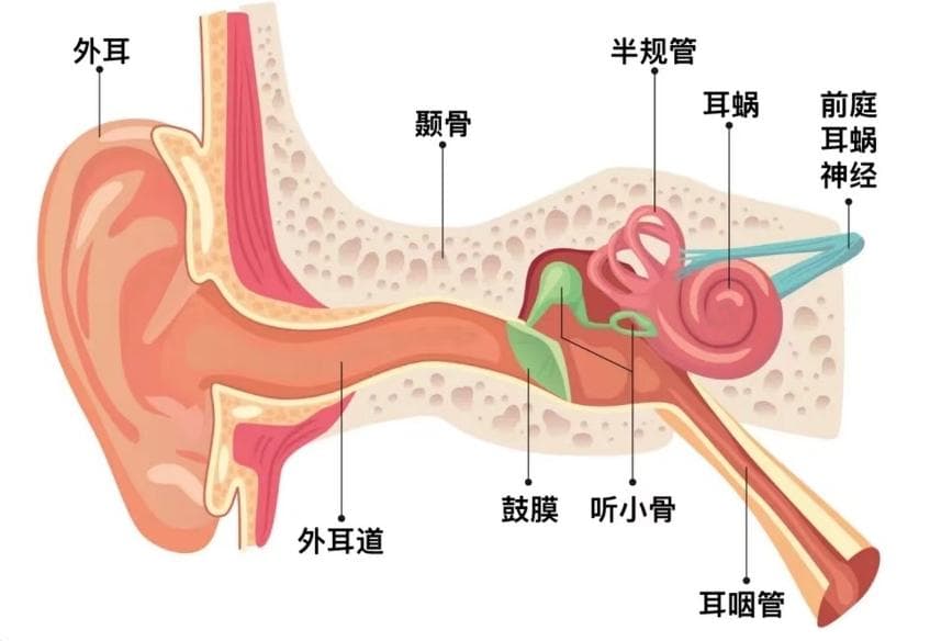 过节放鞭炮需警惕，小心鼓膜外伤