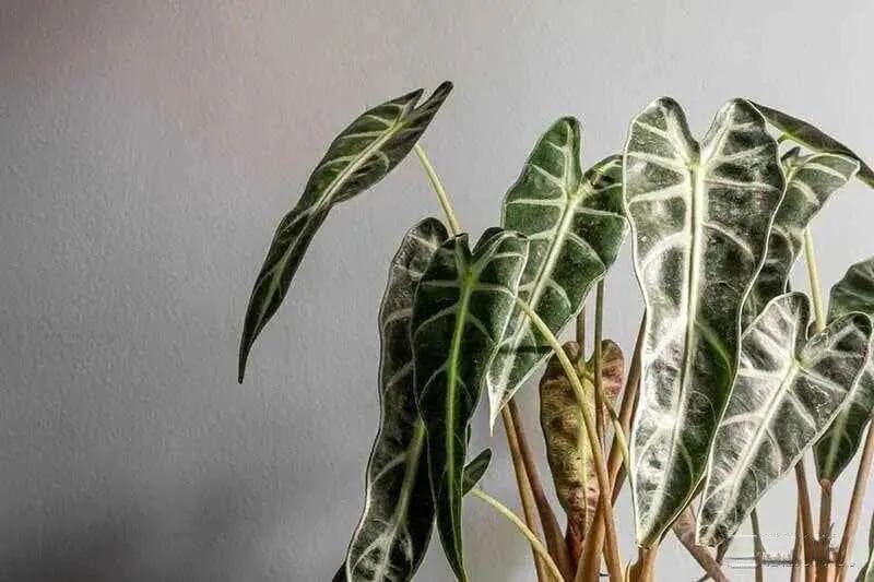 8种适合室内种植的观叶植物，灯光下也能养好