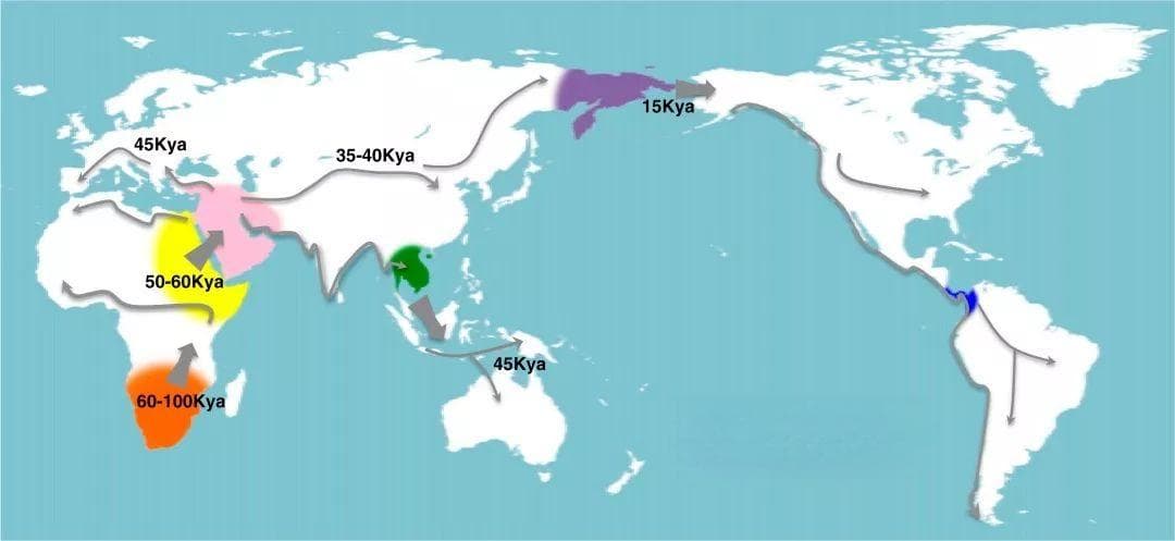 人属：从早期猿人到现代智人的进化历程
