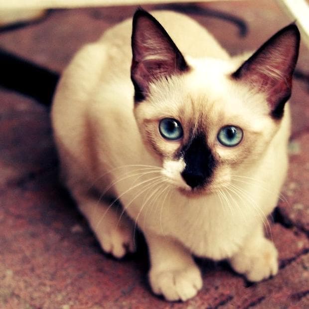 暹罗猫品种介绍：优雅的泰国贵族猫
