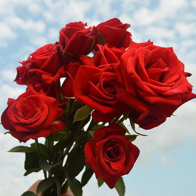 玫瑰花与月季花：多维度差异解析