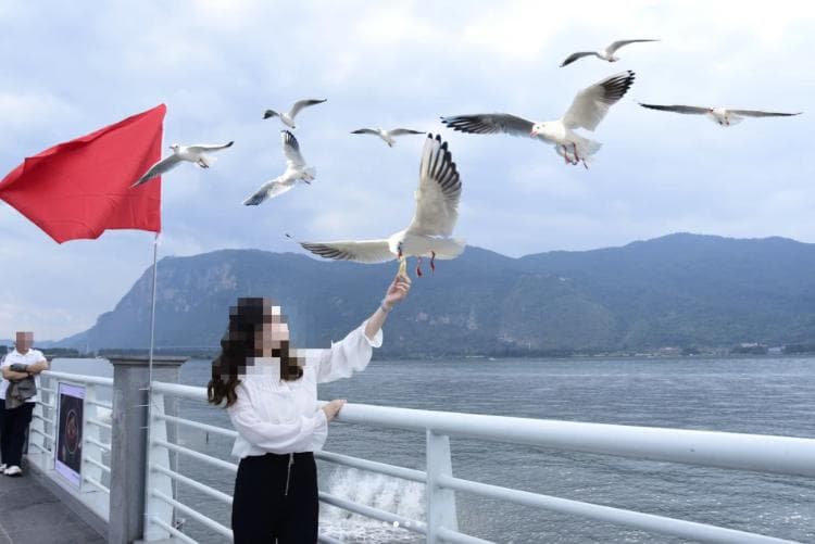 昆明滇池现摄影诈骗，游客花20元拍到“假海鸥”