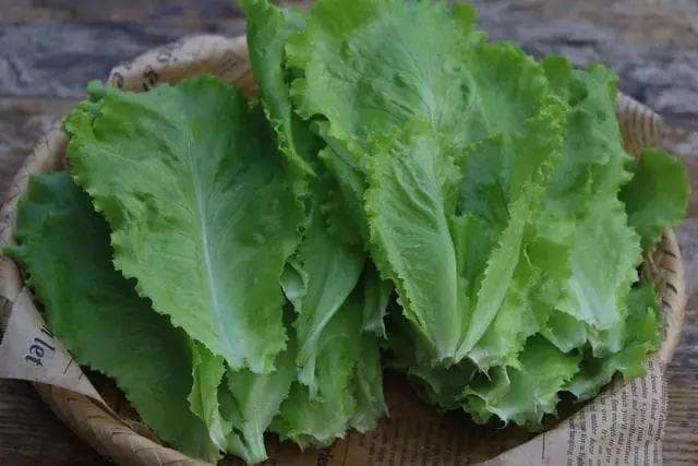 蚝油生菜：生菜的美味吃法与营养价值