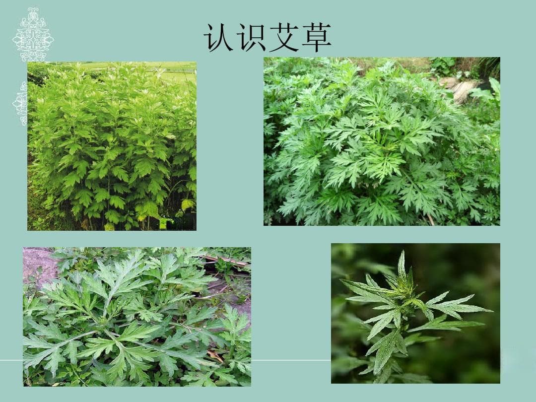 怎么识别艾草和白蒿