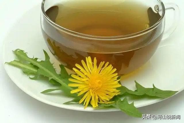 都知道蒲公英是天然抗生素，却不知与这几物搭配，养生效果或翻倍