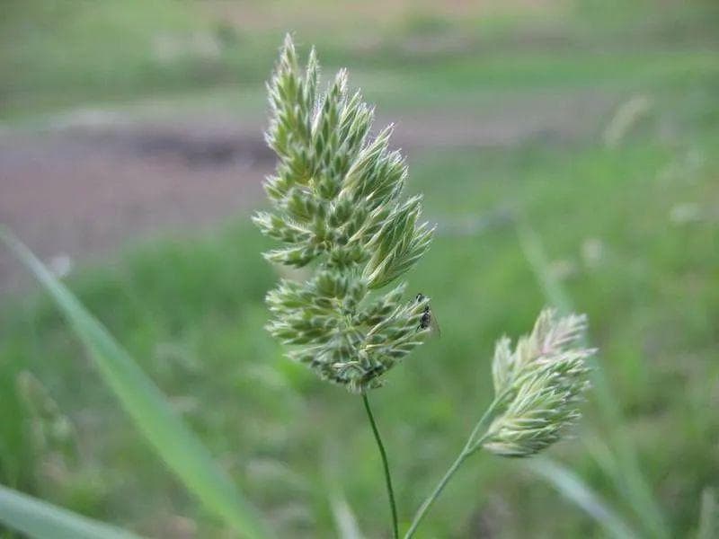 【植物界全系列】被子植物门—单子叶植物纲