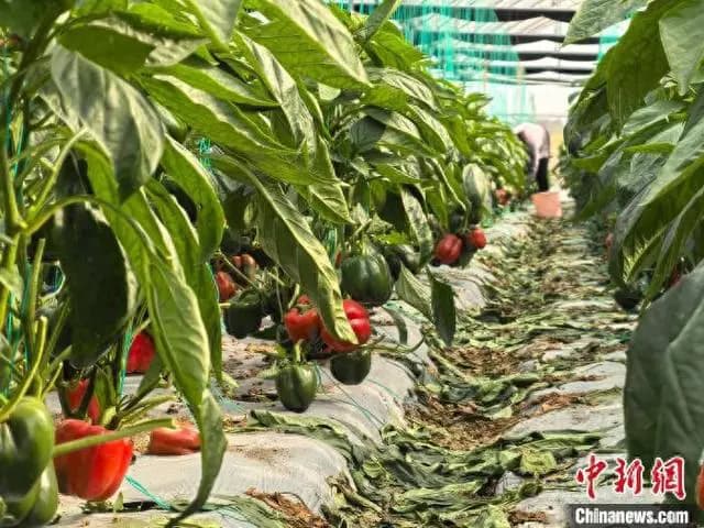 广西南宁辣椒获丰收 现代化农业发展显成果