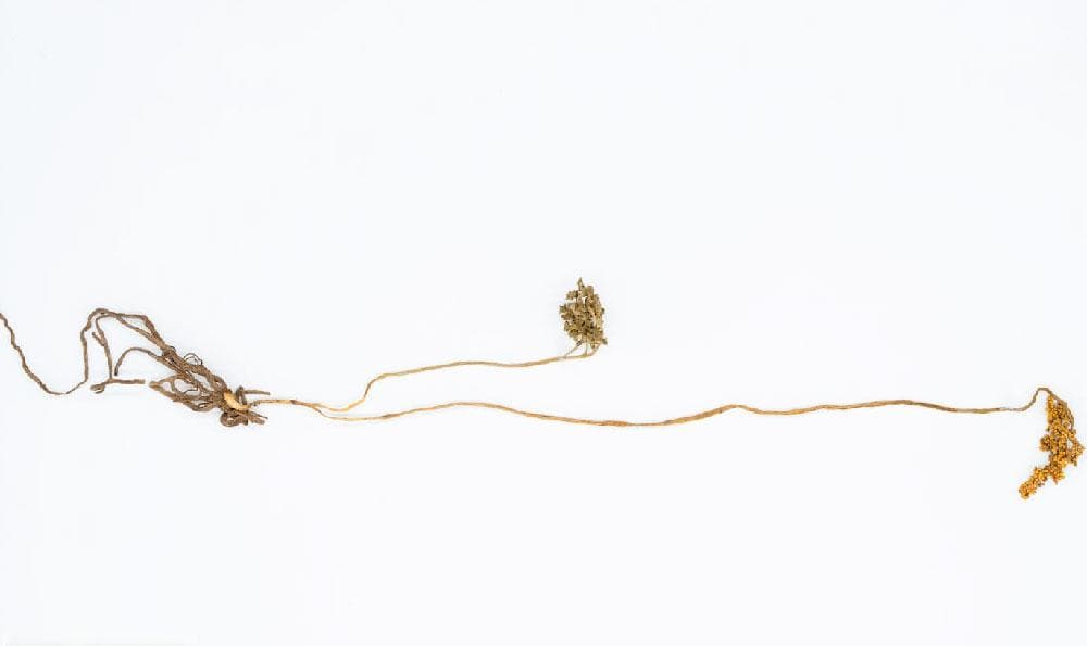 常见的中医药材（中草药大全一览表）