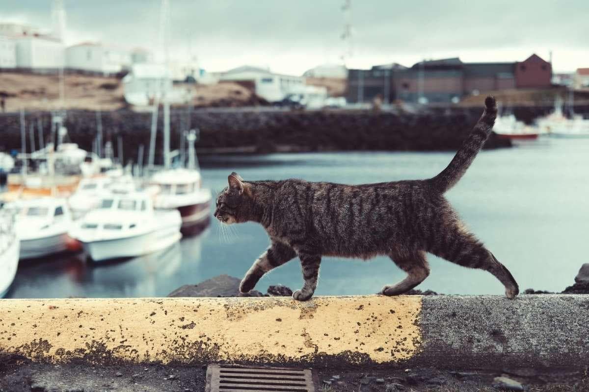 猫咪后背有软的鼓包怎么办？多种原因及处理建议