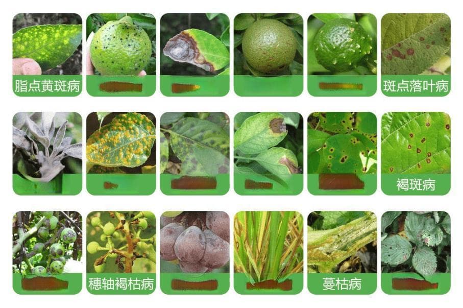 8种常用农药介绍，价格便宜效果很好！