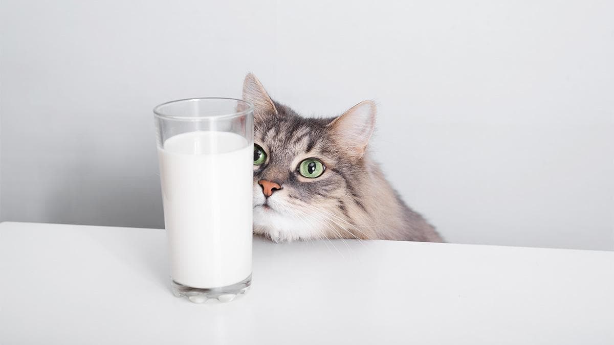 可以给猫喝牛奶吗？专家解析猫咪饮用牛奶的利弊