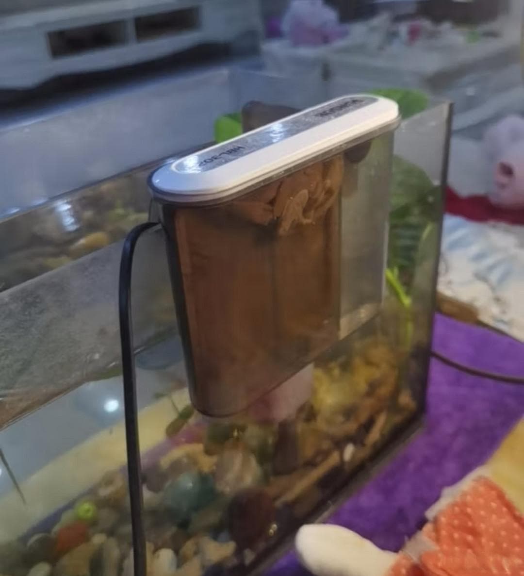 鱼缸过滤器应该如何选择！