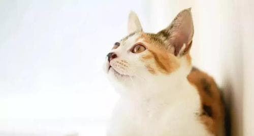 如何纠正猫咪的坏习惯（让你的宠物变得更乖巧）