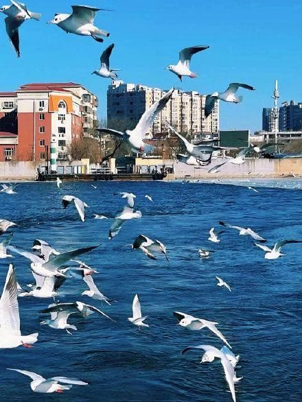 冬日浪漫：天津多地迎来西伯利亚海鸥，附最佳观赏攻略