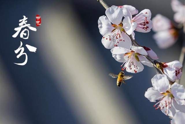 “春分吃3香，一年日子旺”：春分时节的吉祥美食