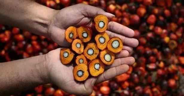 揭秘棕榈果的多种用途：从食品到工业应用的全解析