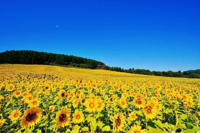 北海道夏日游：绝美花田与特色烤肉的完美邂逅