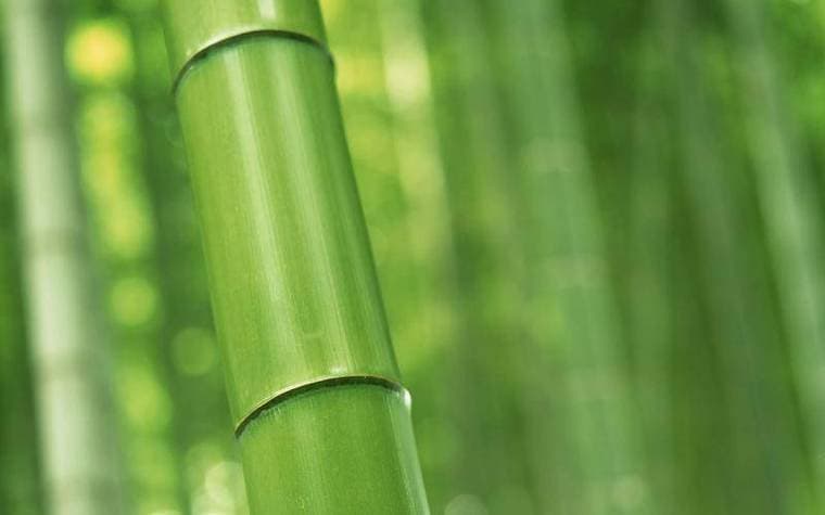 竹子为什么一节一节？