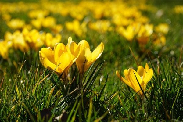 龙骨花适合养在家里吗？详解龙骨树养殖方法