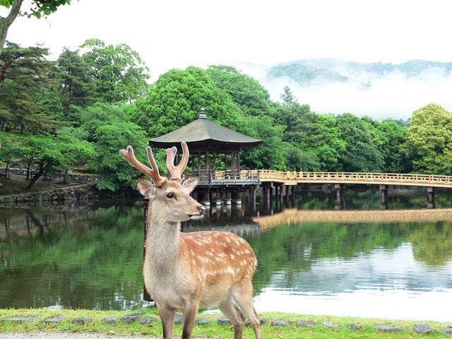 奈良一日游攻略：十大景点详解与实用建议