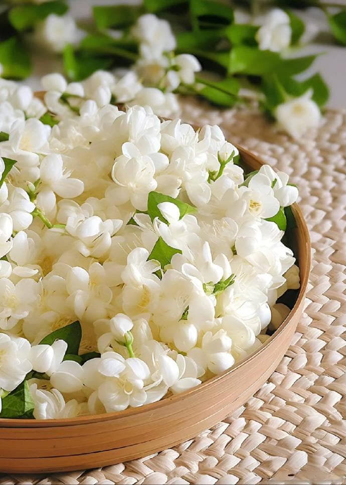 茉莉花的奇妙益处：从芬芳到健康的全方位呵护