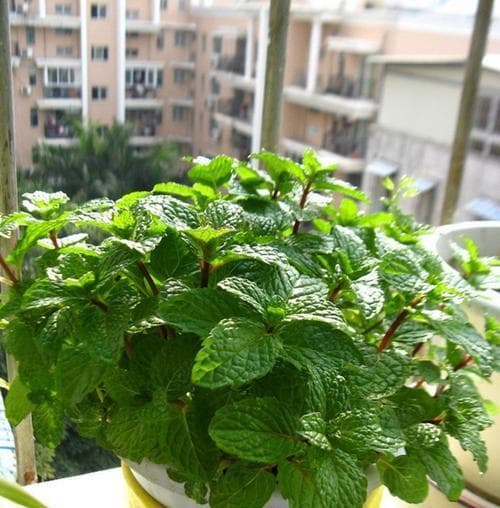 猫薄荷与普通薄荷的区别（探究宠物猫喜欢的那种草药和普通薄荷的差异）